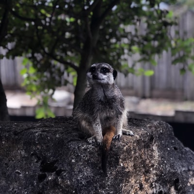 meercat坐在岩石上的选择性聚焦摄影